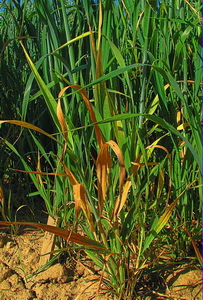 ячмень вирус