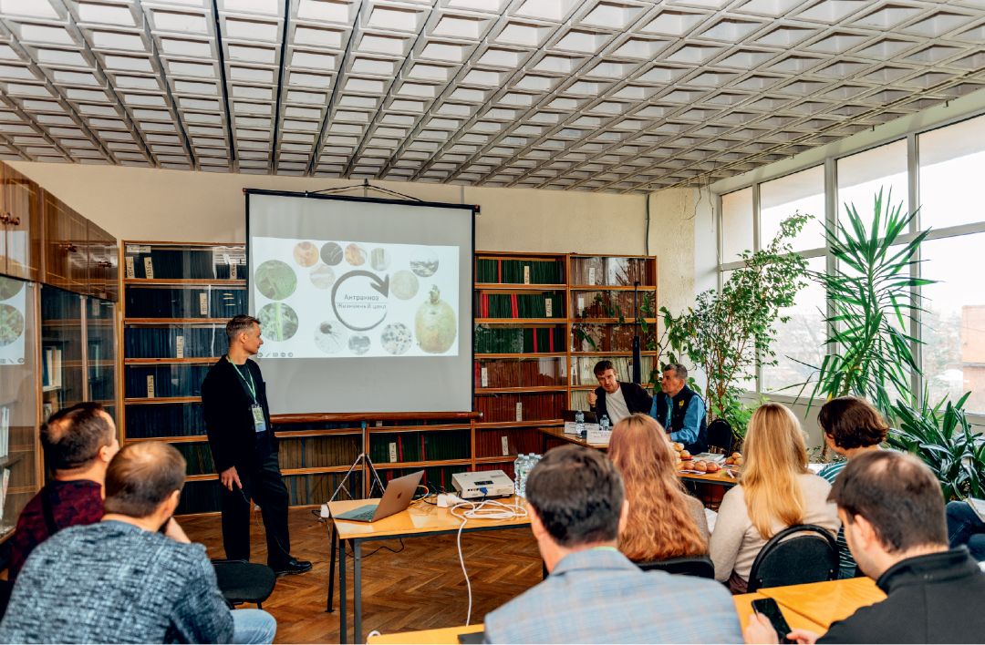 Как вырастить здоровый картофель? Как вырастить здоровый картофель?