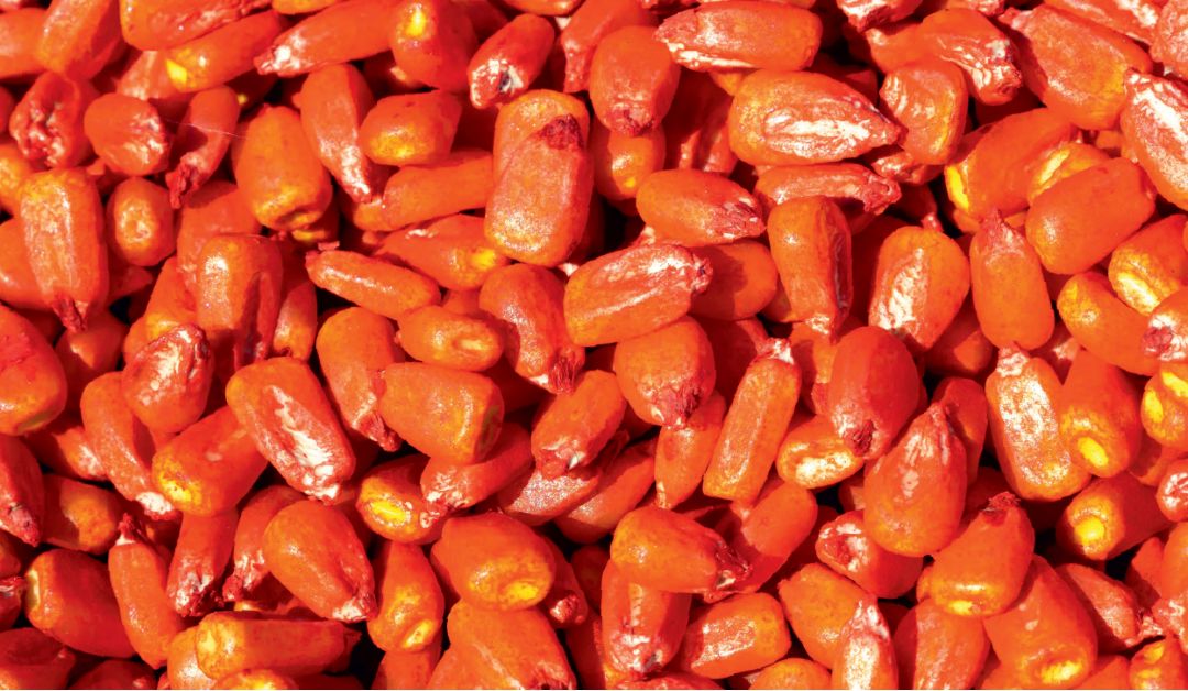 Семена кукурузы по ГОСТу