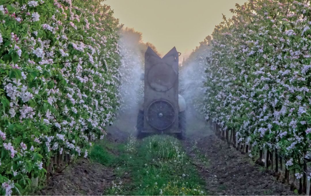 Весенняя защита яблони Весенняя защита яблони