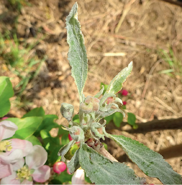 Соцветие в центре поражено мучнистой росой Соцветие в центре поражено мучнистой росой