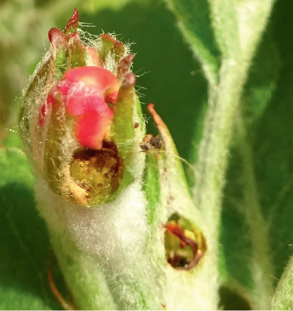 Повреждения бутонов яблонным цветоедом Повреждения бутонов яблонным цветоедом