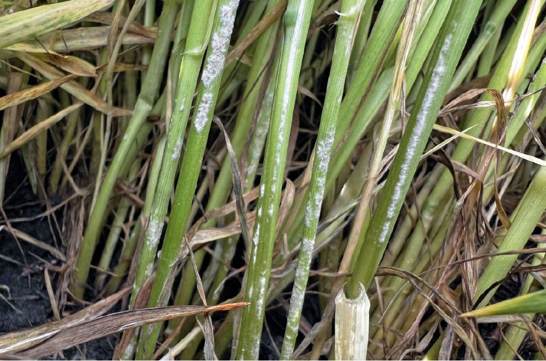 Контроль: мучнистая роса озимой пшеницы