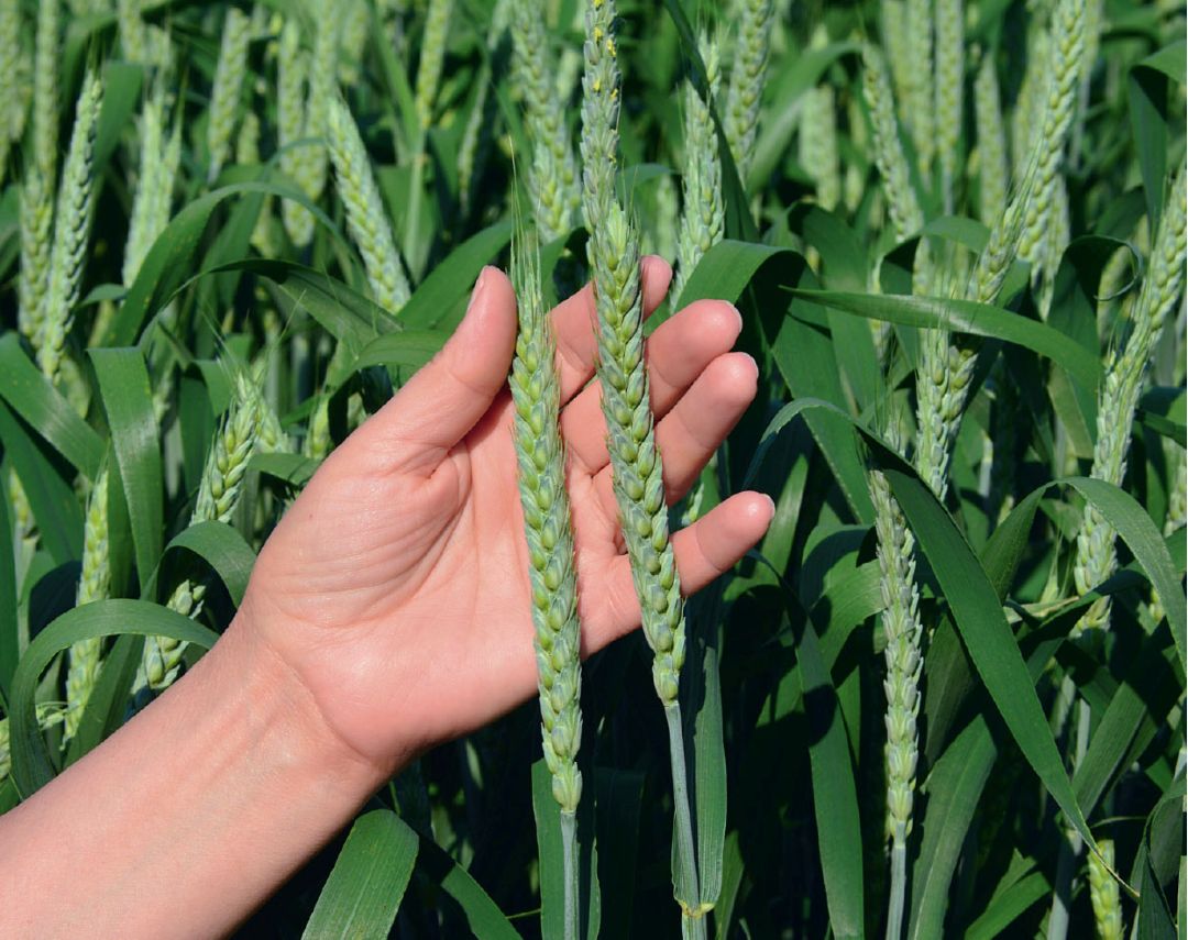 Пшеница сорта Канюк