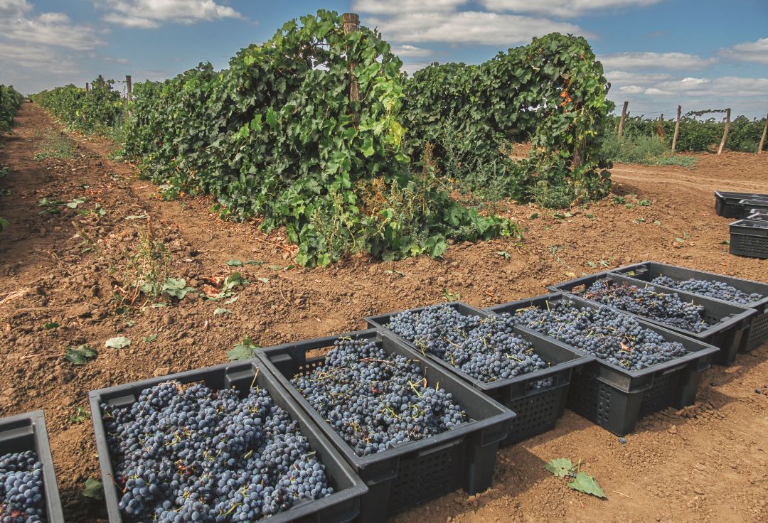 Первый урожай сорта Денисовский
