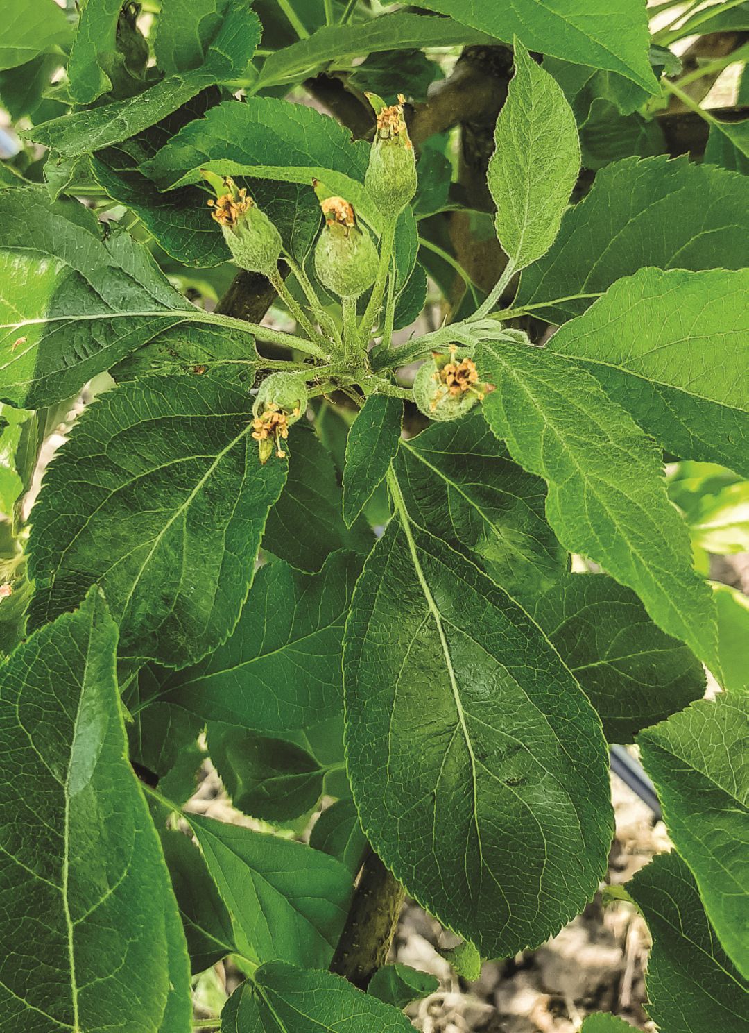 Результат работы, 1 л/га в конце цветения