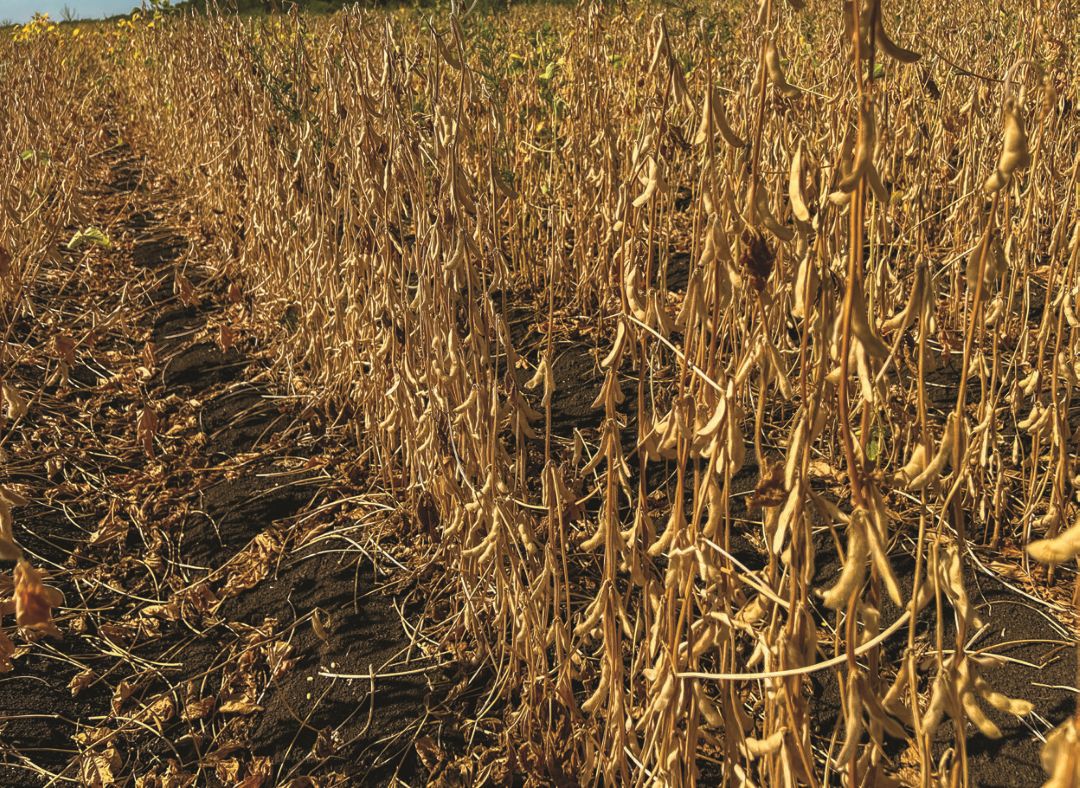 Посевы перед уборкой