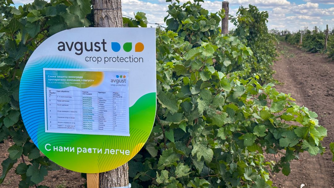 Схема защиты винограда препаратами компании «Август»