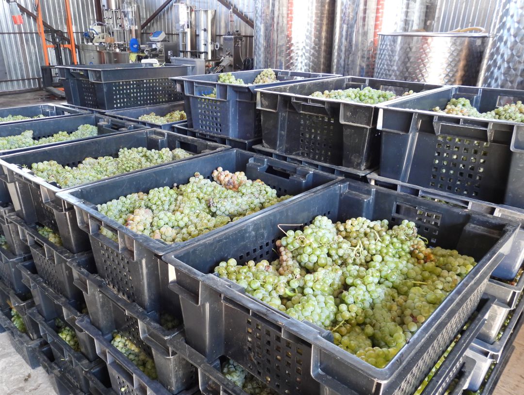 Винодельня Молчановых, 4 сентября 2025 года Винодельня Молчановых, 4 сентября 2025 года