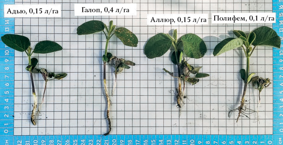 Состояние растений сои и мари белой на 31 мая 2025 года (ФХ «Лариса»)