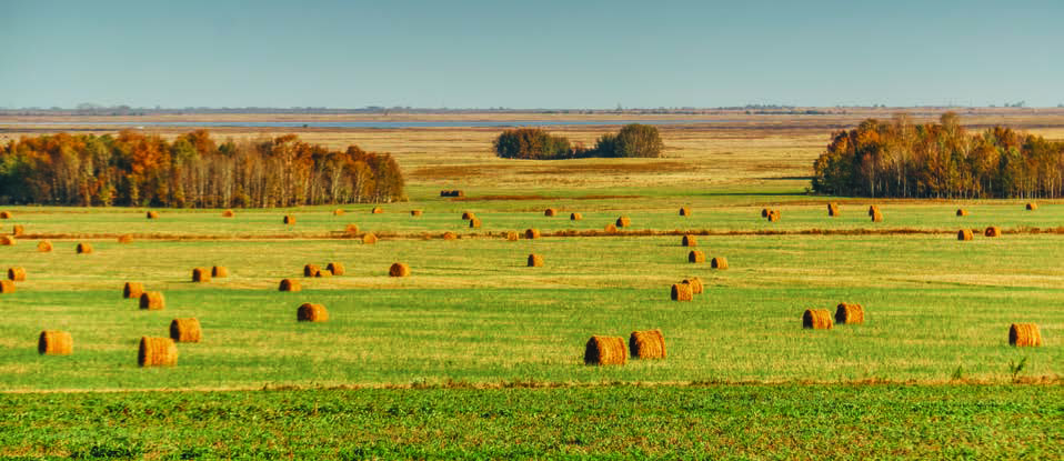 Сено, заготовленное для КРС