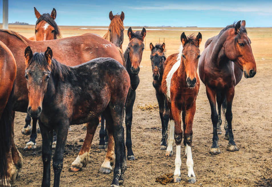 Молочные кобылы на вольном выпасе
