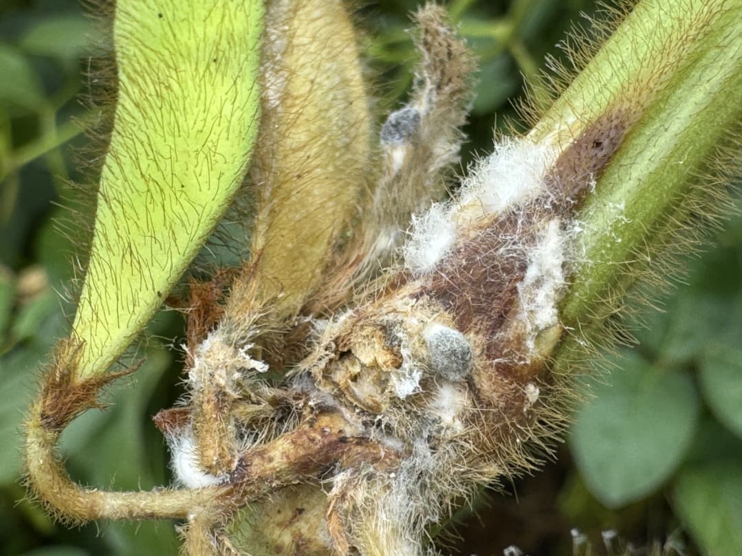 Симптомы склеротиниоза на сое