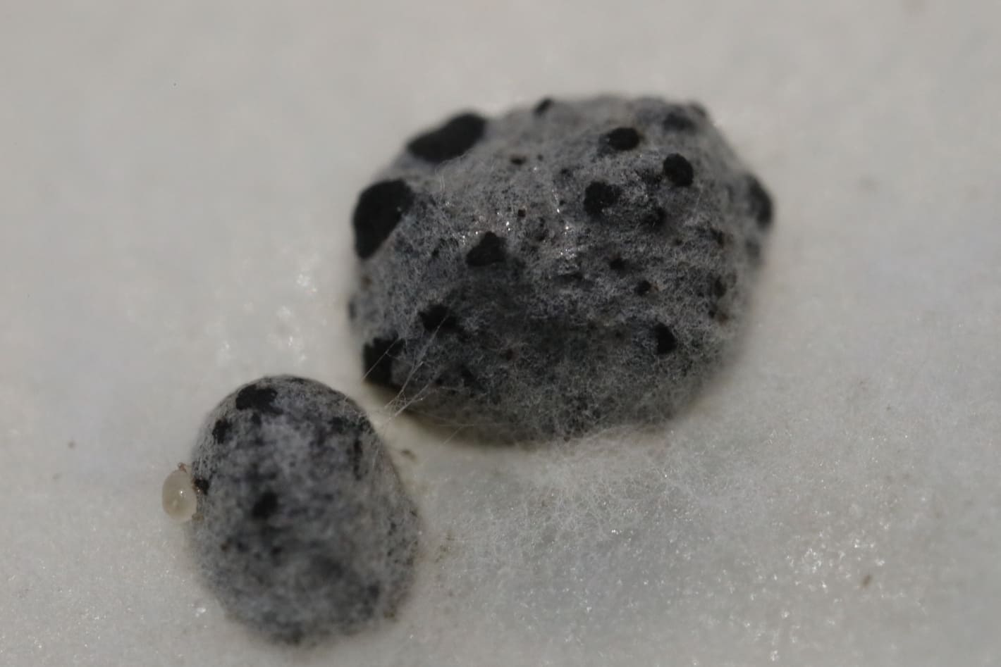 Развитие мицелия из склероциев на питательной среде