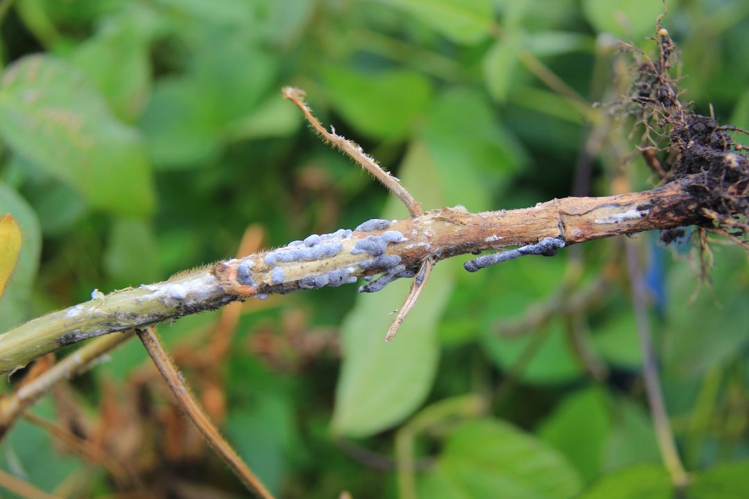 Склеротиниоз на сое: формирование мицелия на стеблях