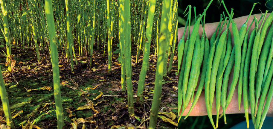 Орловская область, на 30-й день после обработки