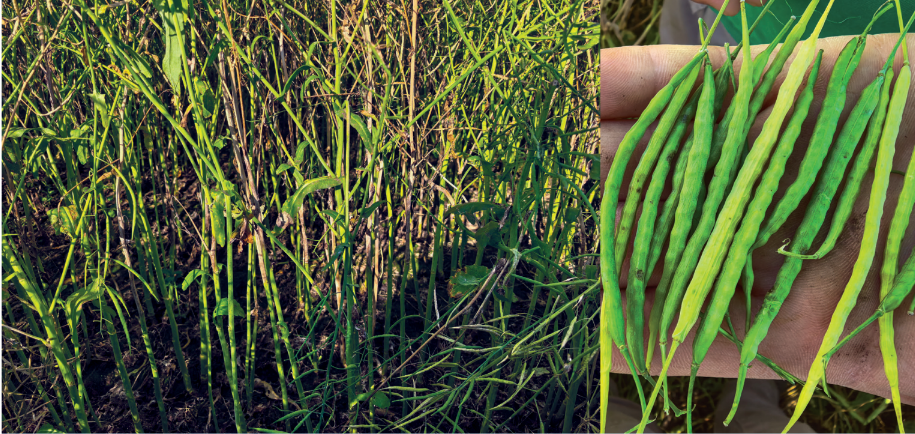 Ситуация на контрольном участке