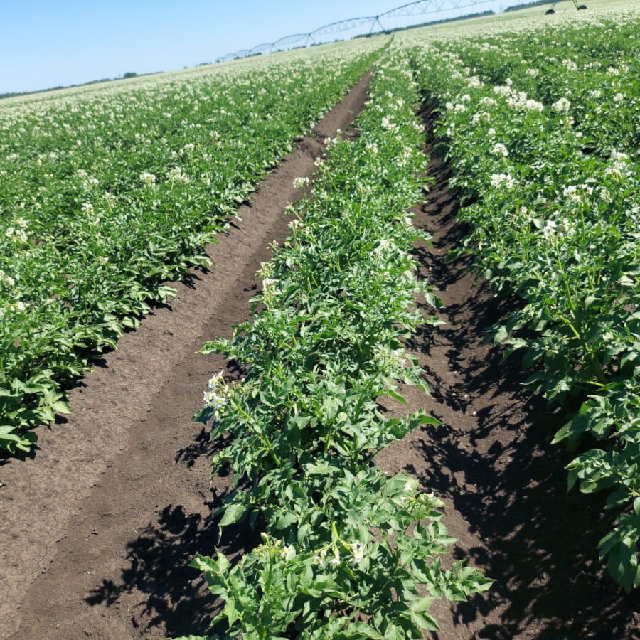 Нижегородская область, 2024 год. Картофель после применения