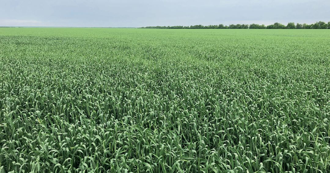 Поле пшеницы, защищенное препаратами «Августа»