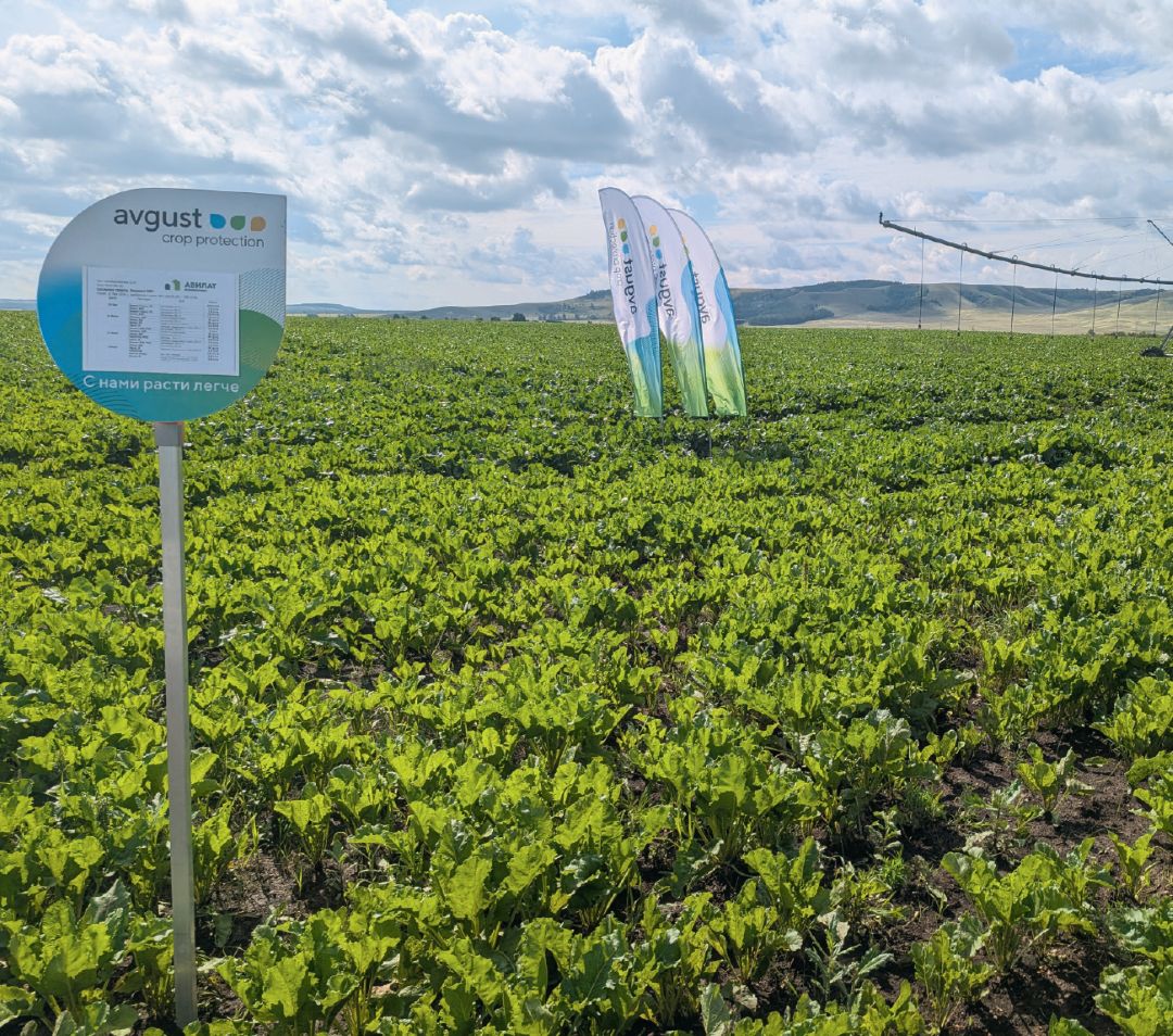 Сахарная свекла под «августовской» защитой