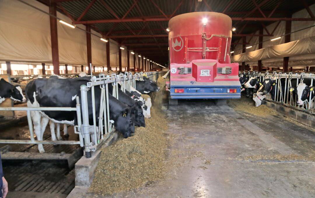 Механизированная раздача корма на ферме «Август-Агро»