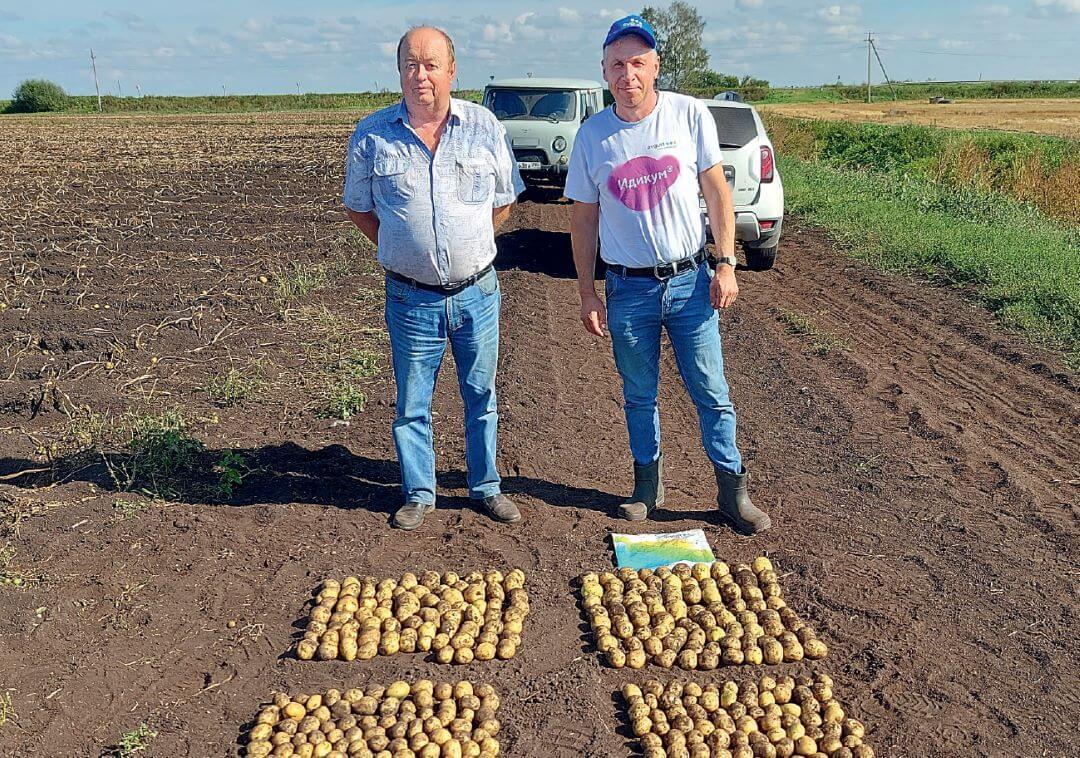 Московская область. Справа – урожай с 15 кустов в варианте «Августа», слева – в хозварианте 