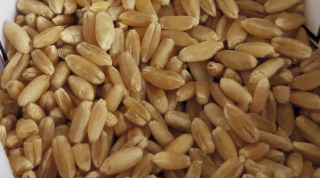 Сорта твердой озимой пшеницы 