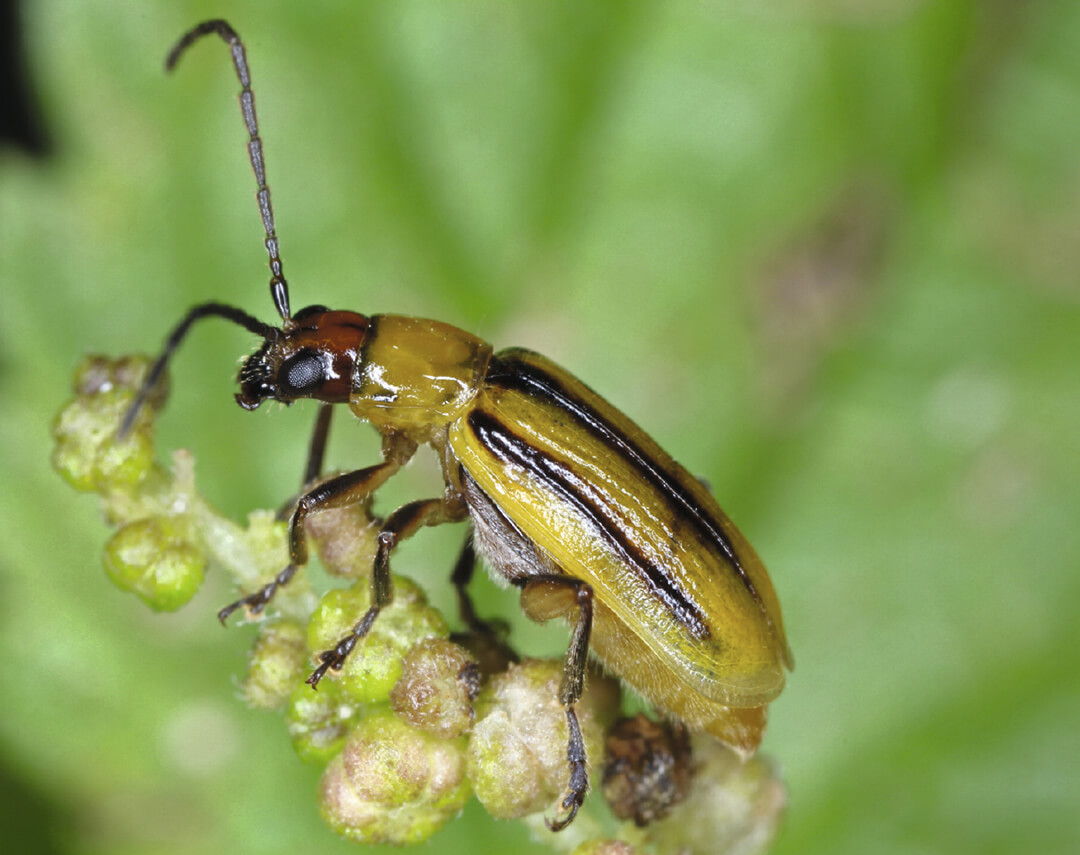 Инвазионные виды насекомых и способы борьбы с ними 