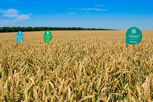 Опытное поле пшеницы в АО «Заря» 