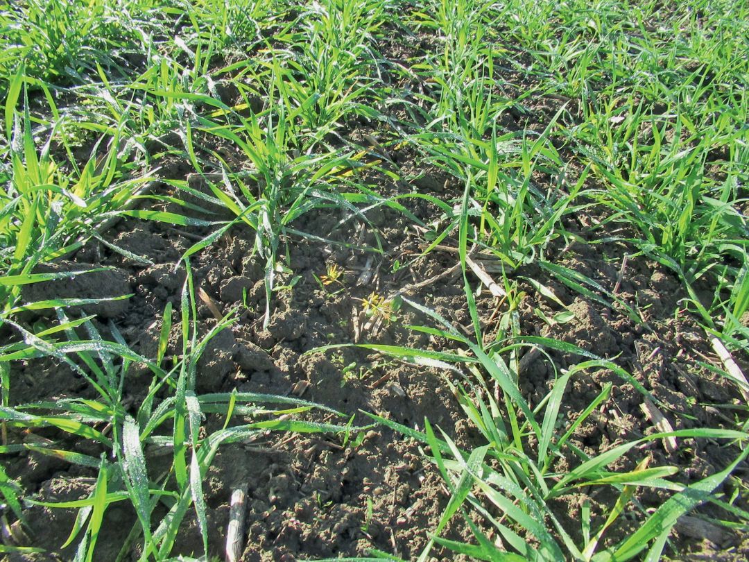 1. Вариант после перезимовки культуры