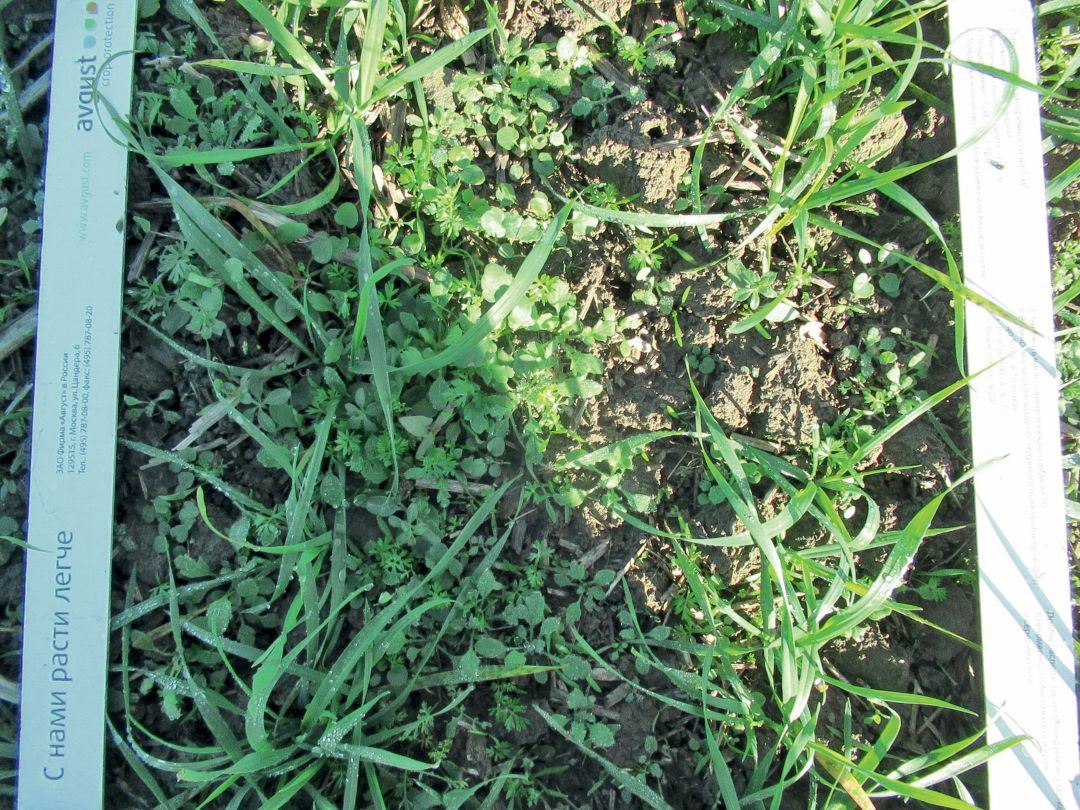 2. Контроль без обработки