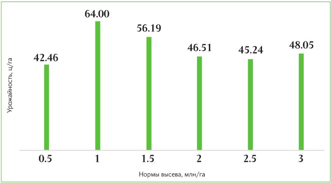 Урожайность озимой пшеницы на фоне «августовской» защиты (сезон 2024 - 2025)