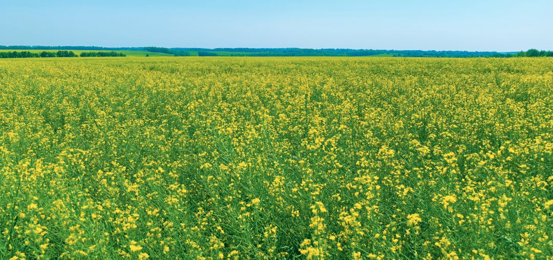 Посевы, обработанные Тульская область, яровой рапс