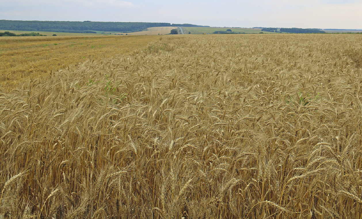 Агрофирма «Санары»: озимая пшеница Московская 56 готова к уборке