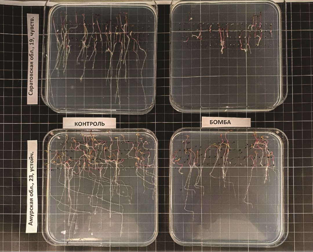 Экспресс-метод: щирица запрокинутая из Амурской области резистентна