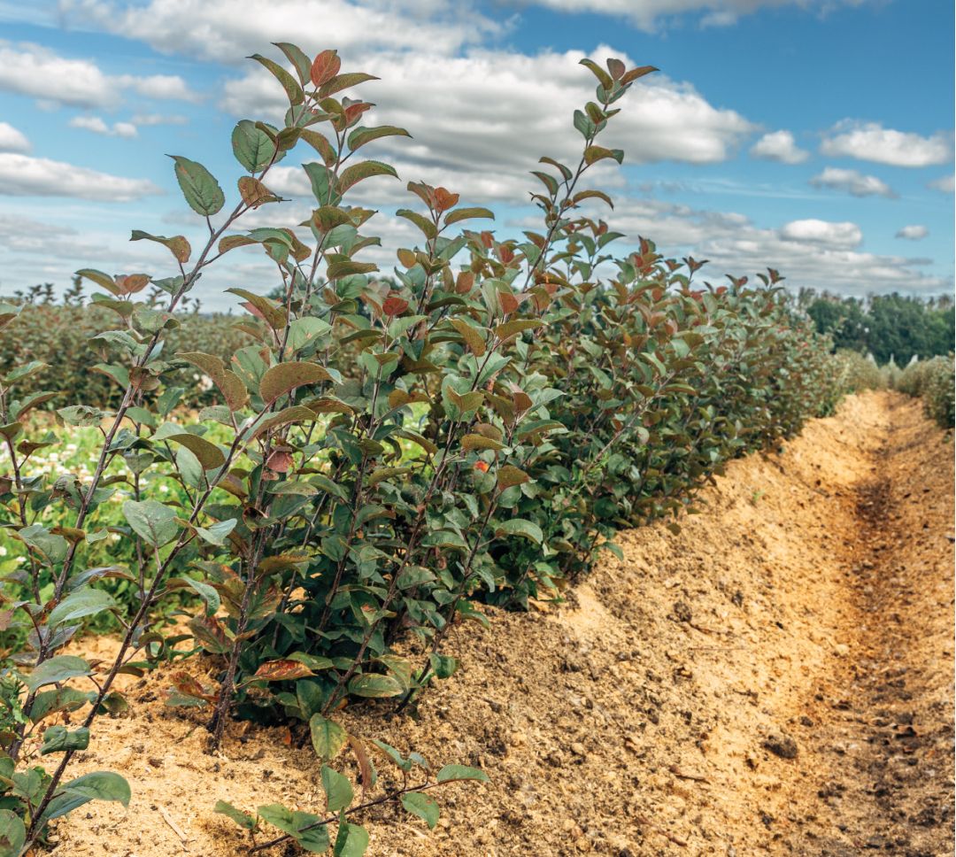 Маточник клоновых подвоев