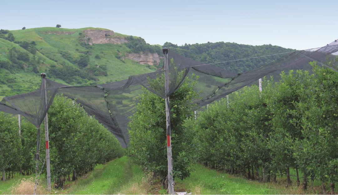 Яблоневый сад в ООО «Атажукинский» Яблоневый сад в ООО «Атажукинский»