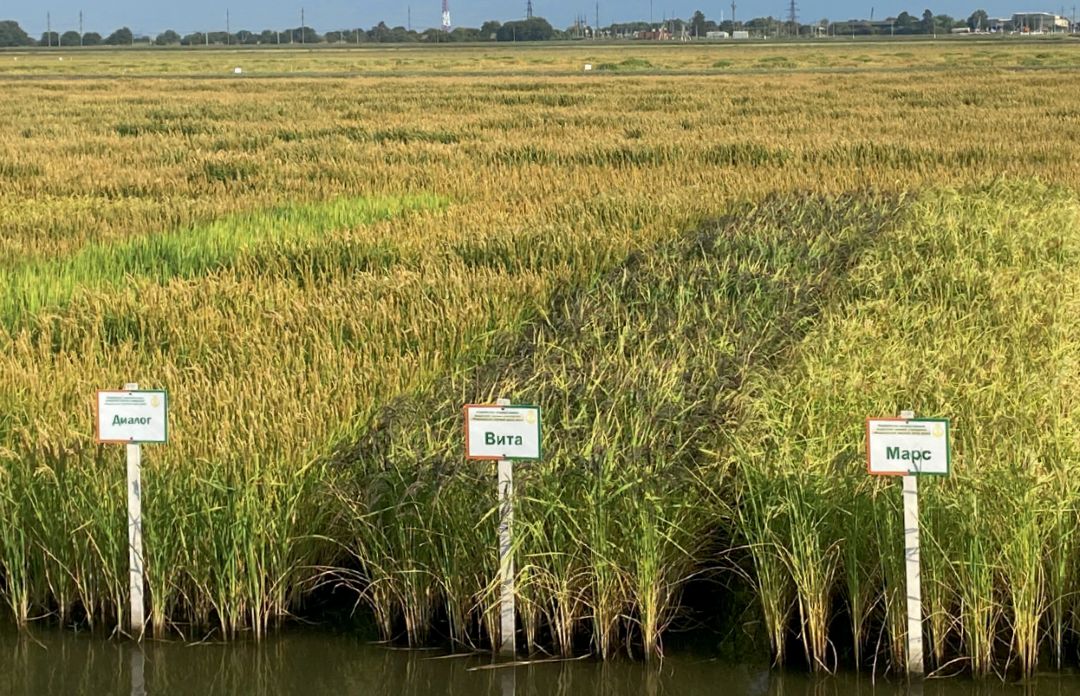 Демонстрационные посевы ФНЦ риса