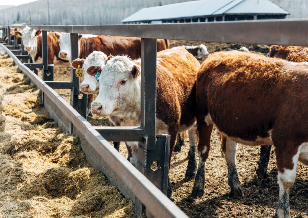 Племенные бычки герефорды Племенные бычки герефорды