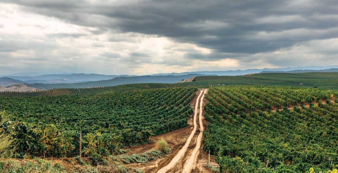 Виноградники ДЗИВ Виноградники ДЗИВ