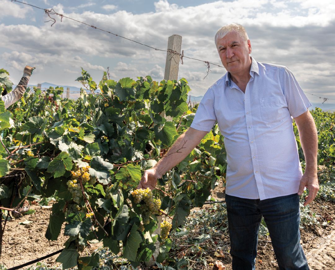 Г. А. Шуайбов на винограднике, сорт Рислинг Г. А. Шуайбов на винограднике, сорт Рислинг