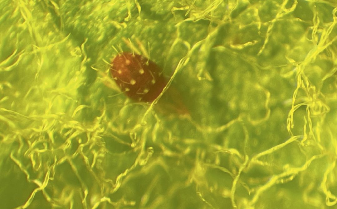 Красный плодовый клещ до обработки