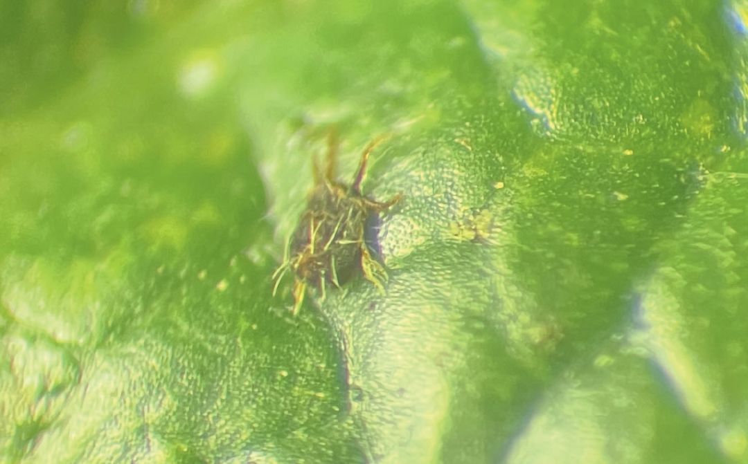 2. Через пять суток в варианте