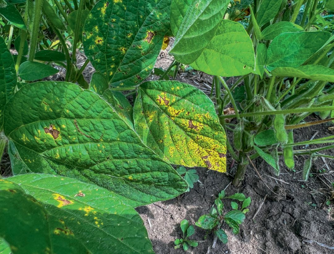 Образование бобов сои: контроль (без обработки)