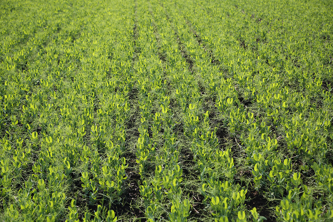 Расширение регистрации фунгицидных протравителей