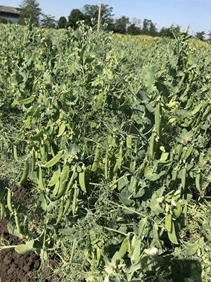 Горох тоже зимует!