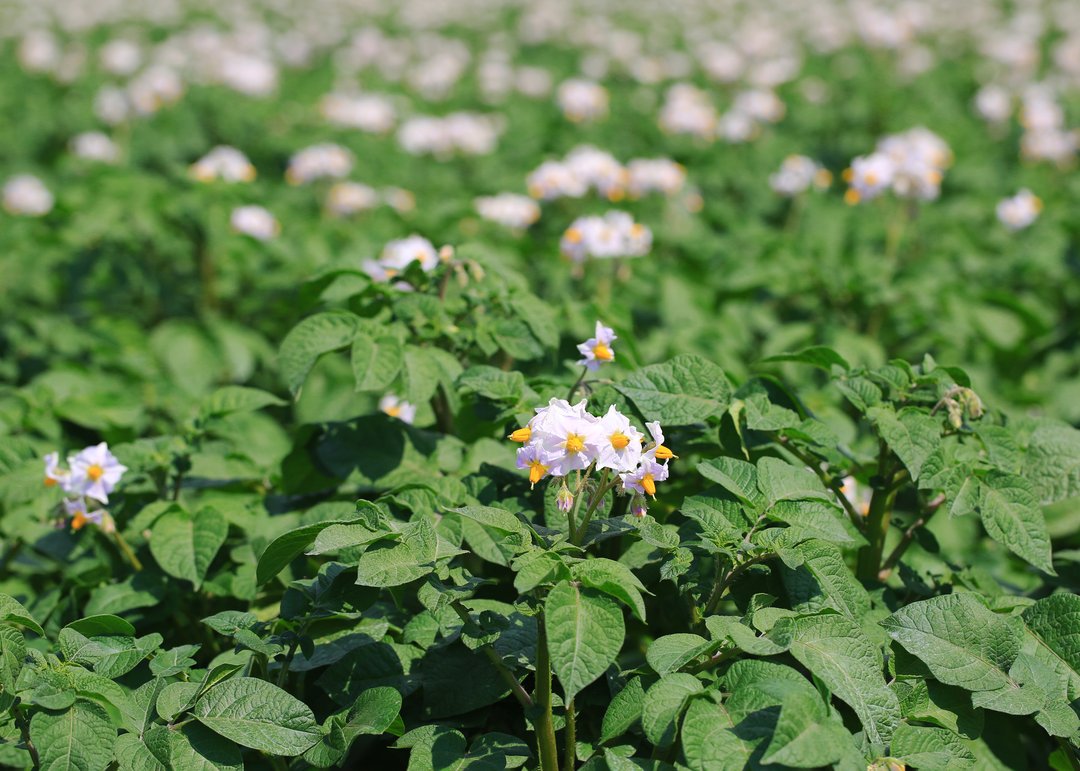 Расширение регистрации гербицида Трейсер