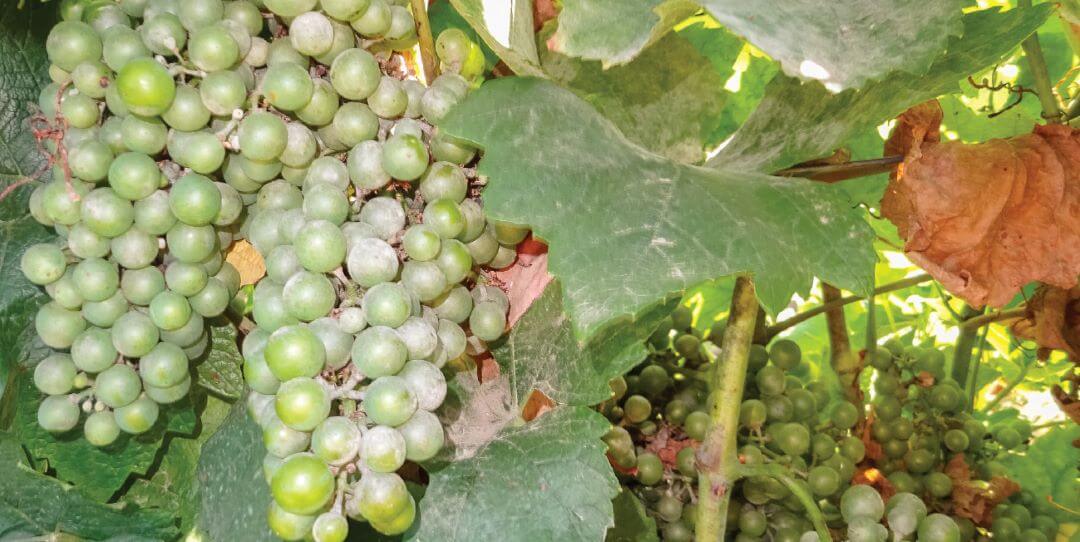 Новые препараты в&nbsp;защите винограда