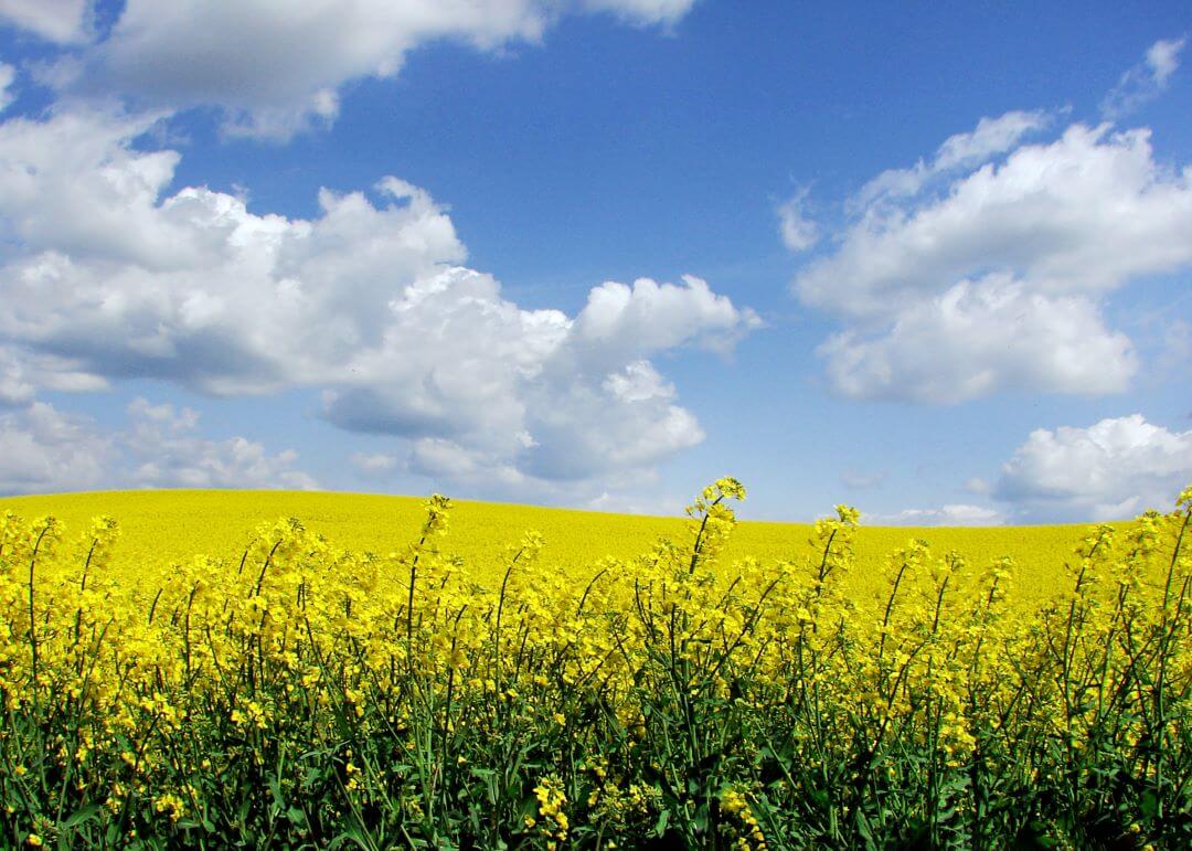 Расширение регистрации инсектицида Скарабей