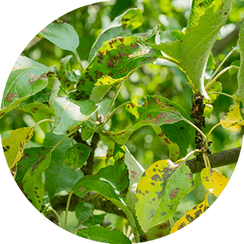 Бурая пятнистость листьев яблони (филлостиктоз)